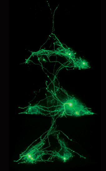 נוירונים מתפתחים ופועלים בכיוון אחד